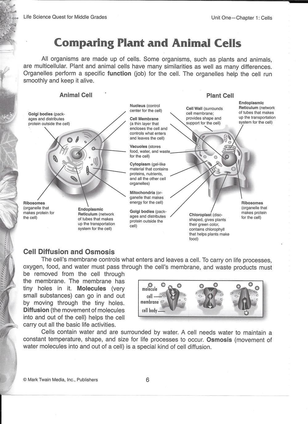 Comparing Plant & Animal Cells
